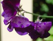 Flowers, Sweet Pea , 'Just Jenny' Spencer - Fragrant